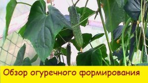 Обзор огуречного формирования .