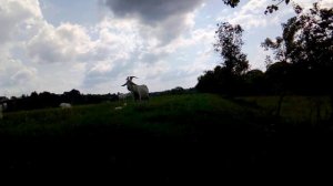 Вязально-жизненные будни.Кардигана не будет,но есть замена.* Что на крючке.