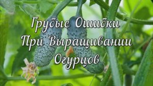 Грубые Ошибки При Выращивании Огурцов