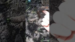 Дом и двор.Сборник интересных моментов на эту тему.Фильм1.Серия4 .mp4
