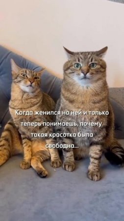 #топ #кот #рекомендации