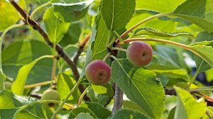 И будут яблони цвести... и липы расти