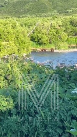 ОН ОДИН ТАКОЙ В СЕМЬЕ! Медвежонка -блондина заметили на Камчатке #камчатка