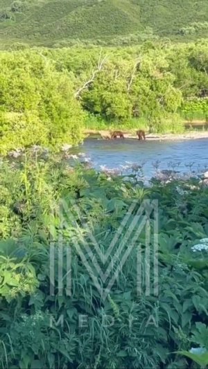 ОН ОДИН ТАКОЙ В СЕМЬЕ! Медвежонка -блондина заметили на Камчатке #камчатка