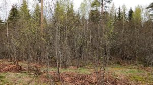 Распускаются листочки весной. Пение птиц. Лесной релакс.