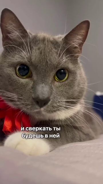 если бы котики ходили в школу.