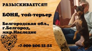 Пропала собака! БОНЯ. Той-терьер. Белгородская обл,  г. Белгород