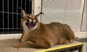 шлëпа существует