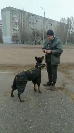 🐶