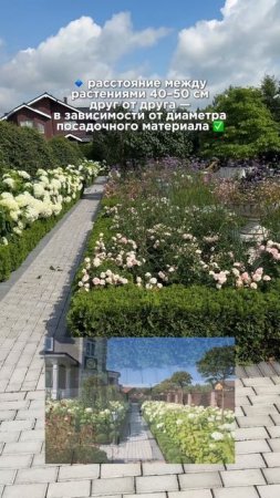 Бордюр из туи западной «Danika» 🌲