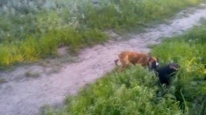 Домашние собаки на прогулке