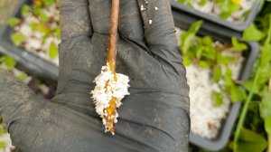 черенкуем гортензии и хвойные