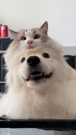Котопёс
