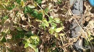 ЯРОСЛАВЛЬ.ИЮЛЬ.УБИРАЮ ЧЕСНОК.