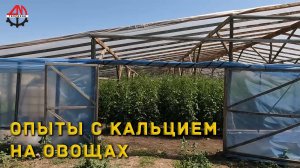 Опыты с кальцием на овощах