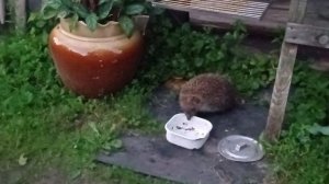 Ужин у ежа или кота!?