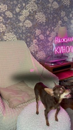 Маленькие собаки нервные #кинолог #собака #суперсобака #животные #кинология #обучениесобак