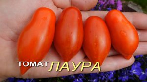 Томат ЛАУРА. Обзор сортов ТОМАТОВ!