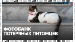 В России предложили создать фотобанк потерявшихся домашних животных - Москва 24