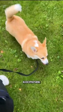 Каждый владелец сталкивается с проблемой подбора с земли.