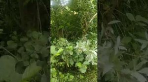 Потная сладкое утро в постели с сестрой