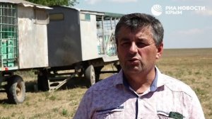 "Без риска нет меда": каково быть пчеловодом в Крыму