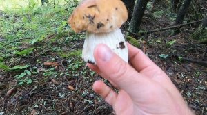 Тихая охота , начинается сезон грибов.