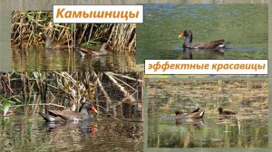 Красавицы-камышницы и их птенцы. Июль 2025