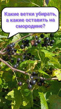 Какие ветки черной смородины будут плодоносить в следующем году?