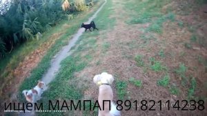 В добрые руки