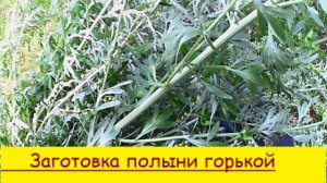 Заготовка полыни  горькой