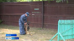 Всероссийские соревнования по многоборью кинологов прошли в Московской области