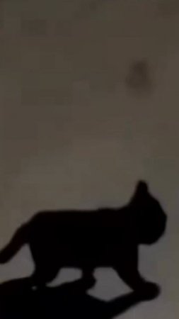 где кот а где тень?