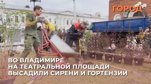 Во Владимире на театральной площади высадили сирени и гортензии