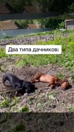 Два типа дачников.Самое интересное тут-https://t.me/turizm100