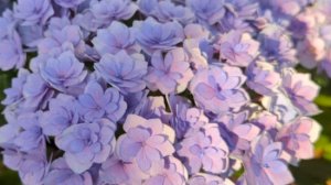 04-08-2025..Дача..Оби и Лемана про..покупаем все для кухни .Любуюсь гортензиями..