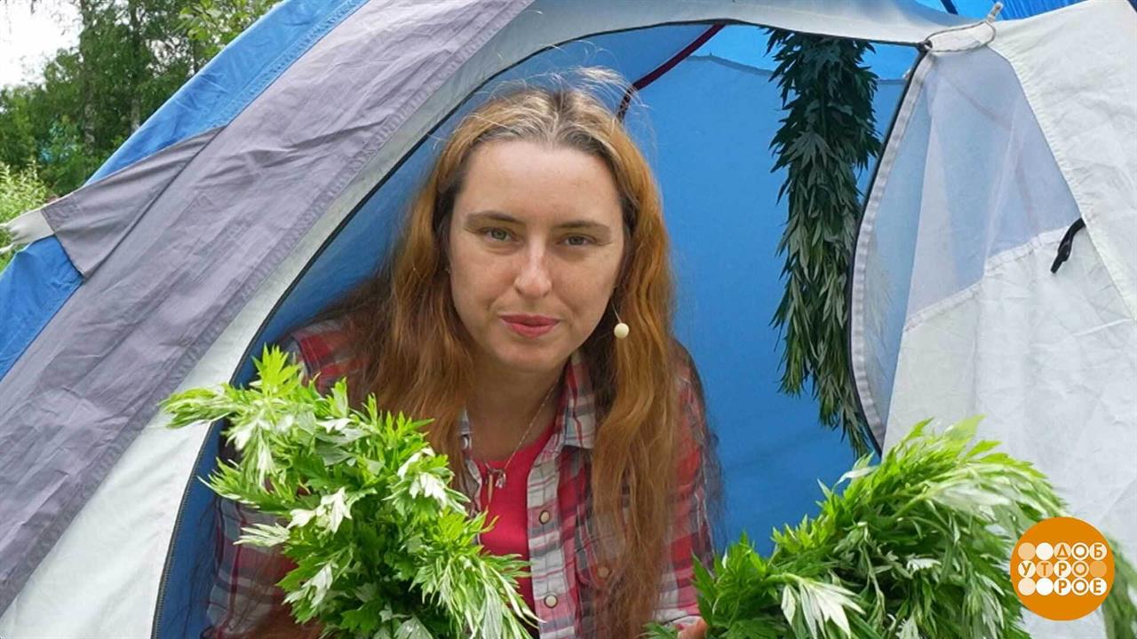 Комары, мы вас не боимся! Доброе утро. Фрагмент выпуска от 25.07.2025