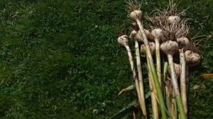пора выкапывать ЧЕСНОК. разница между ранней и классической посадкой