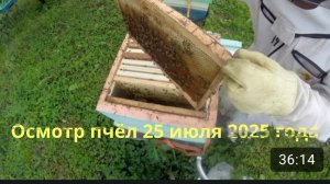 работа на пчельнике, как развились отводки.