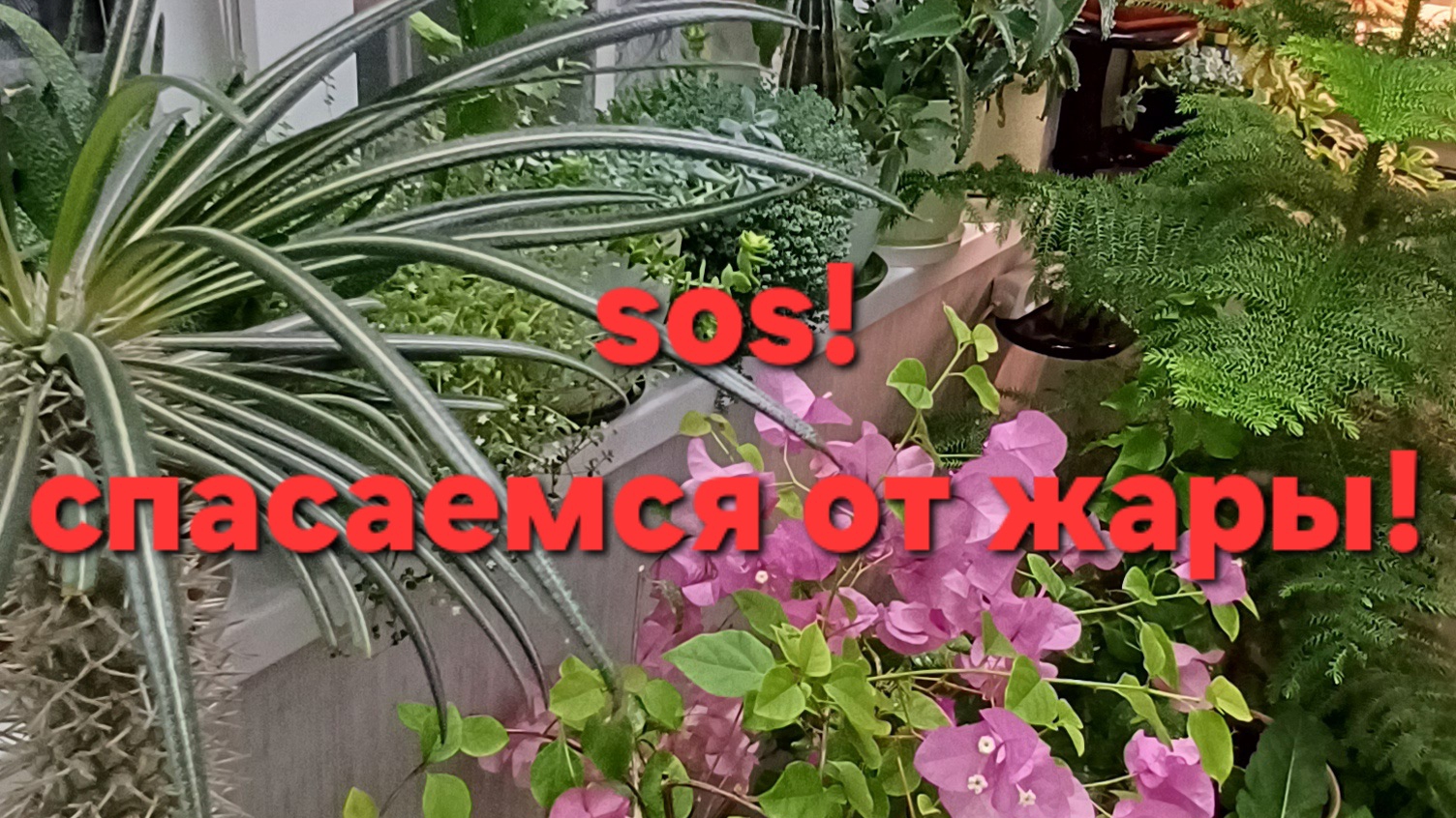 Как помочь комнатным растениям пережить жару?! смотреть онлайн