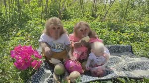 Обезьянки три МАЛЫШИКА сами спёрли еду из холодильника и пошли на огород на ПИКНИК Ели что хотели СМ