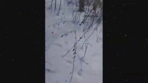 Смех до слёз
