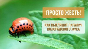 Колорадский жук уничтожен - Бей вредителя в работе. Смотрите отзыв.