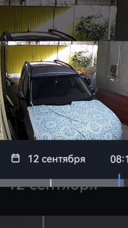 Коты развлекаются