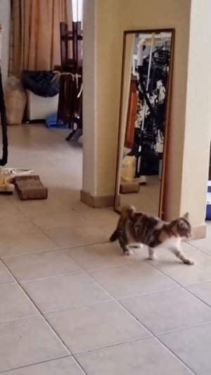 приколы с животными