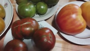 ТОМАТЫ. Выставка томатов, выращенных в Кировской области