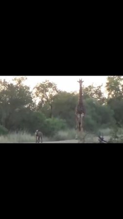 ПДД Африки,львы,падальщики,гиена, жираф,кто кому должен уступить дорогу?