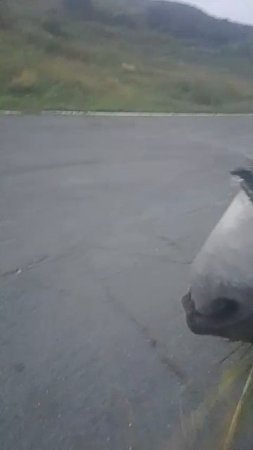 Кони 🦓😃