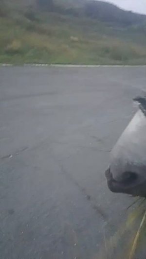 Кони 🦓😃