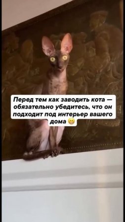 Кот подходит под интерьер дома